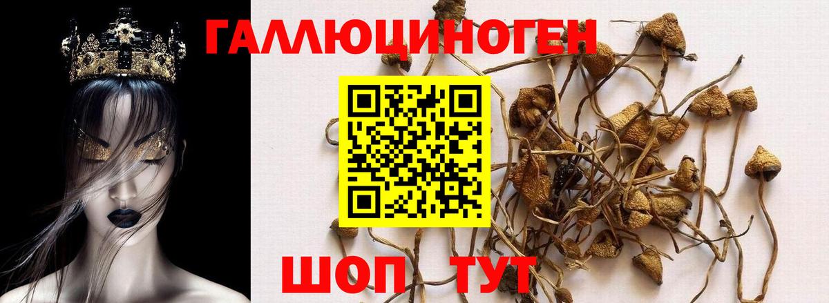 Псилоцибиновые грибы Psilocybe  купить наркотик  Энгельс  Вход с VPN 